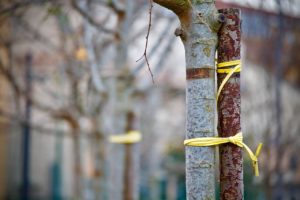 understand the trauma bond - blog post - cptsd foundation