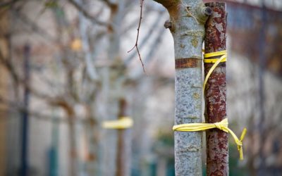 Recognizing and Breaking a Trauma Bond