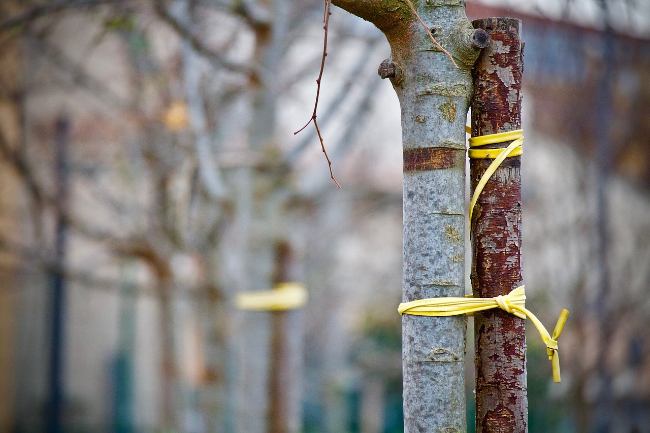 Recognizing and Breaking a Trauma Bond understand the trauma bond - blog post - cptsd foundation