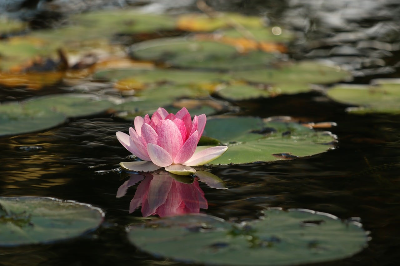 The Benefits of Mindfulness, Prayer, and Meditation mindfulness, prayer, meditation - what is it?