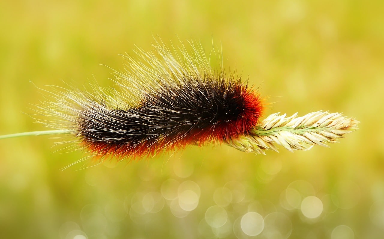 caterpillar-4151730_1280