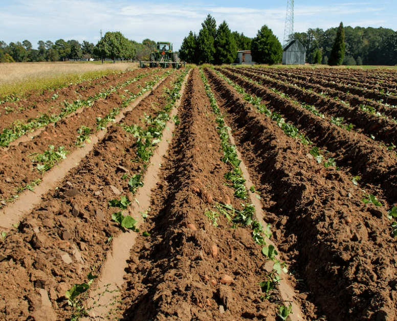 How to Cultivate A Better Holiday Newsletter #34 Cultivation