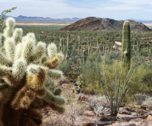 Tidings of Joy – How to Survive the Holidays Season