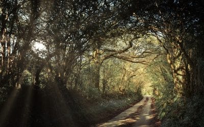 Trauma, Complex Post-Traumatic Stress Disorder, and SMART Goals