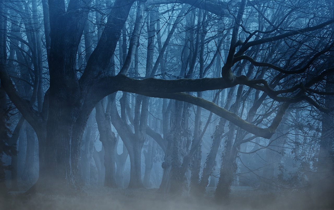 forest-g099dfbcf0_1280