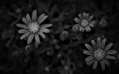 Why Are Dysfunctional Families So Oppressive?