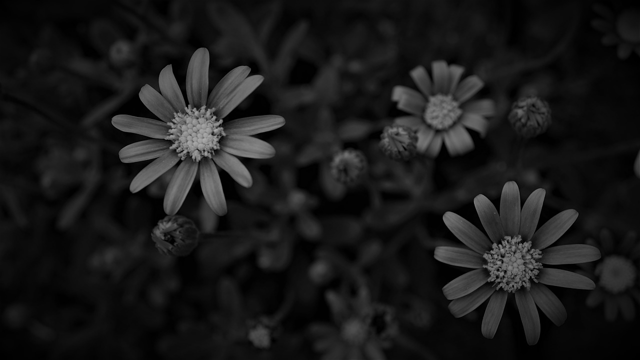 blossoms-g1dfb790d0_1280