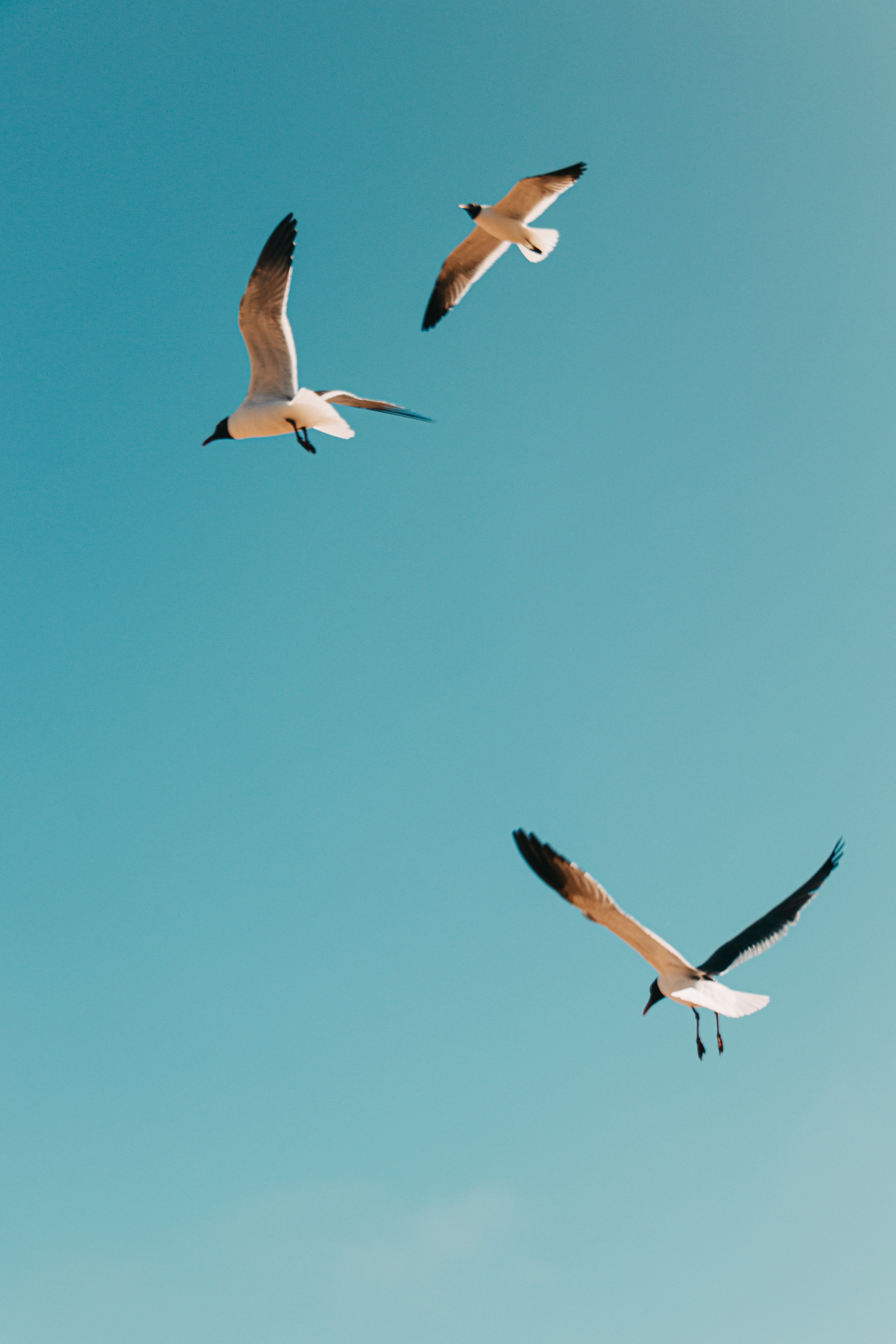 Free to be Happy brian-asare-91NYyecWlHA-unsplash