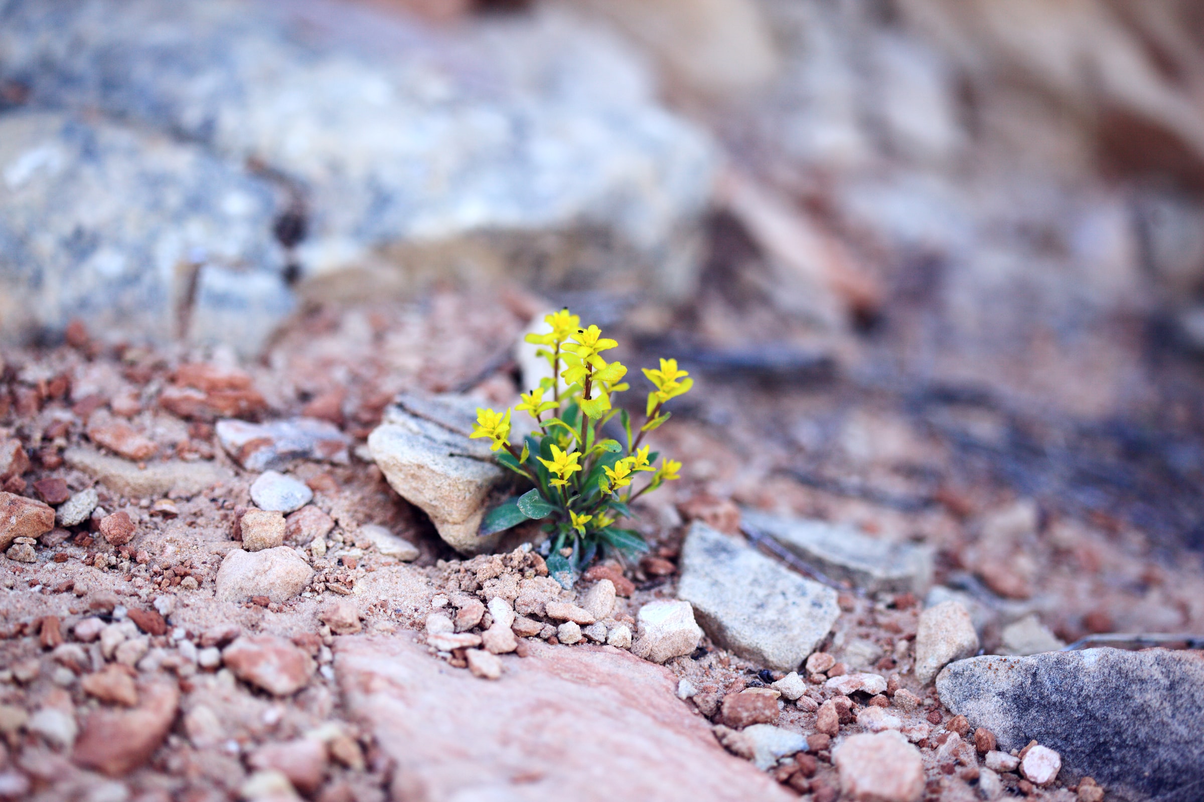 sharon-mccutcheon-2eAkk5lIkC8-unsplash