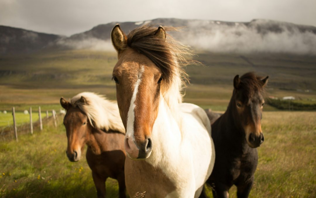 The Healing Power of Horse Therapy for Trauma Survivors (Part 1 of 2)