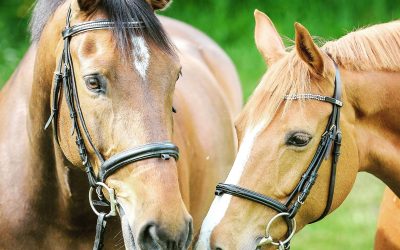 The Healing Power of Horse Therapy for Trauma Survivors (Part 2 of 2)
