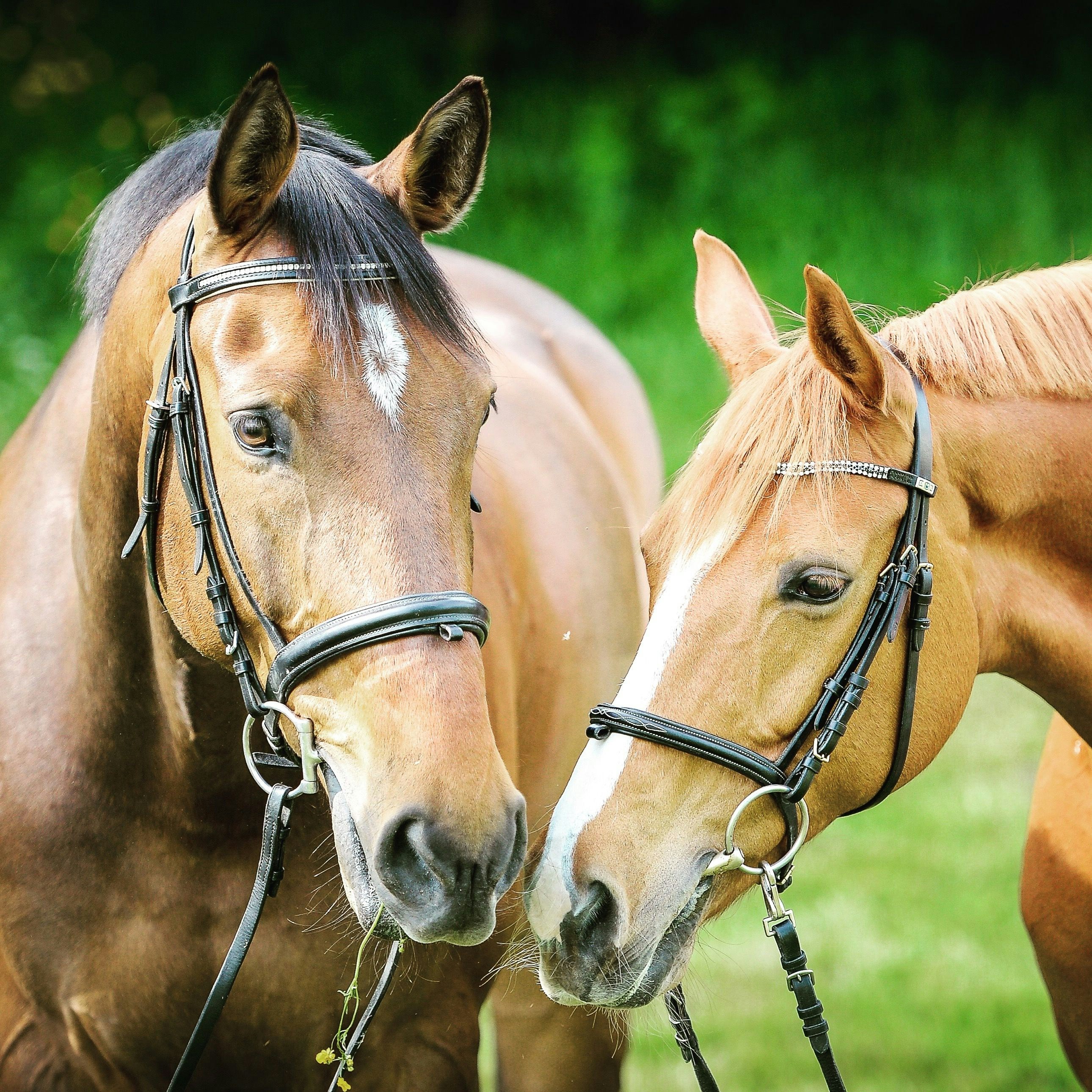 The Healing Power of Horse Therapy for Trauma Survivors (Part 2 of 2) raphael-wicker-P6JRr7-FxLw-unsplash