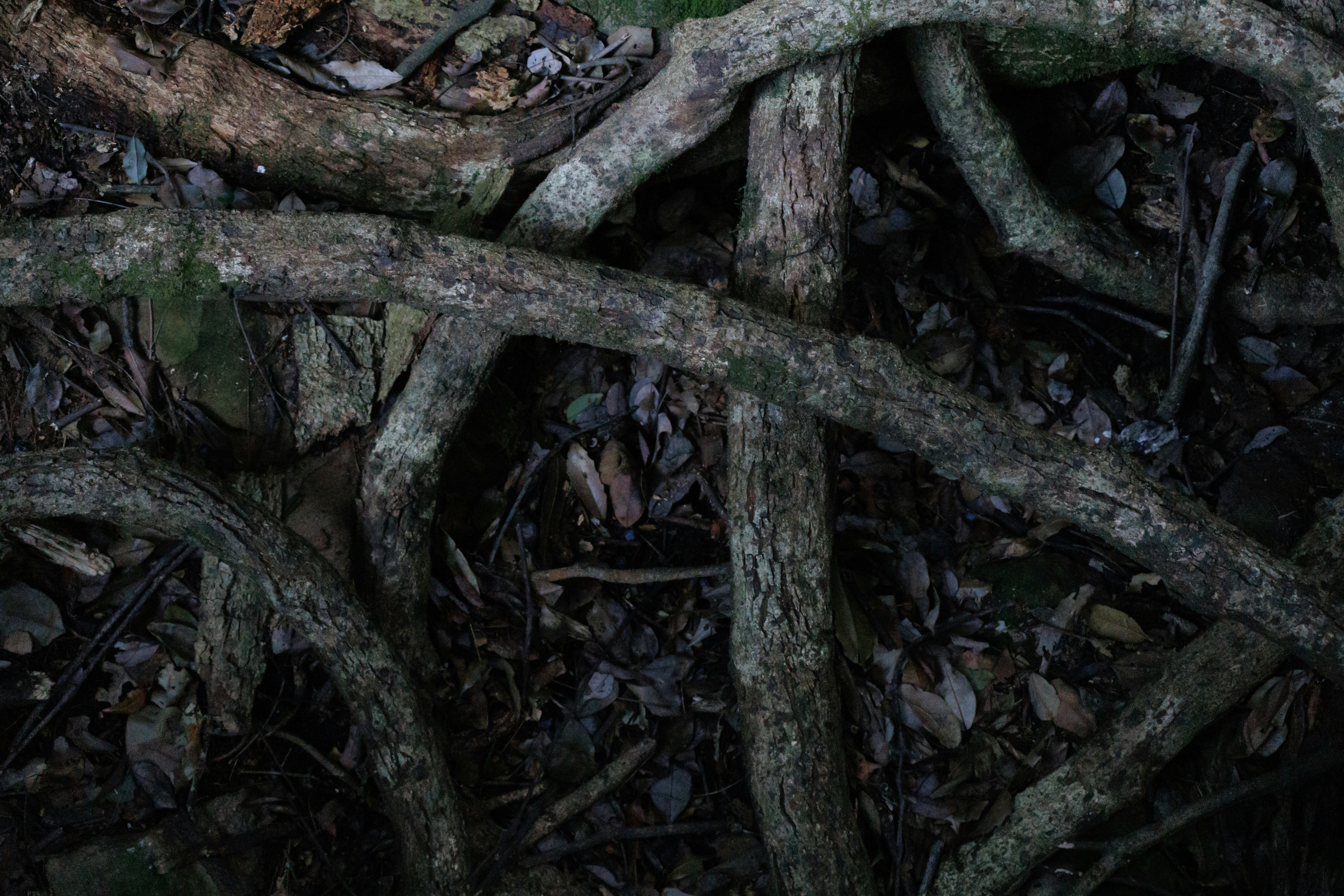 Why Does the Nervous System Need to Trust Us? dohyuk-you-G6iwP4Y9TtU-unsplash