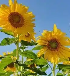 Nurturing the Garden, Nurturing the Self