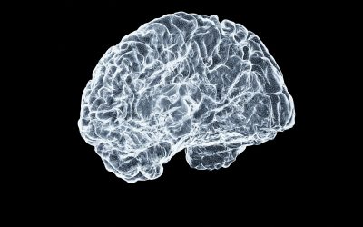 What If They Could Have Felt It? A Trauma-Informed Path to Stopping Cruelty at Its Root