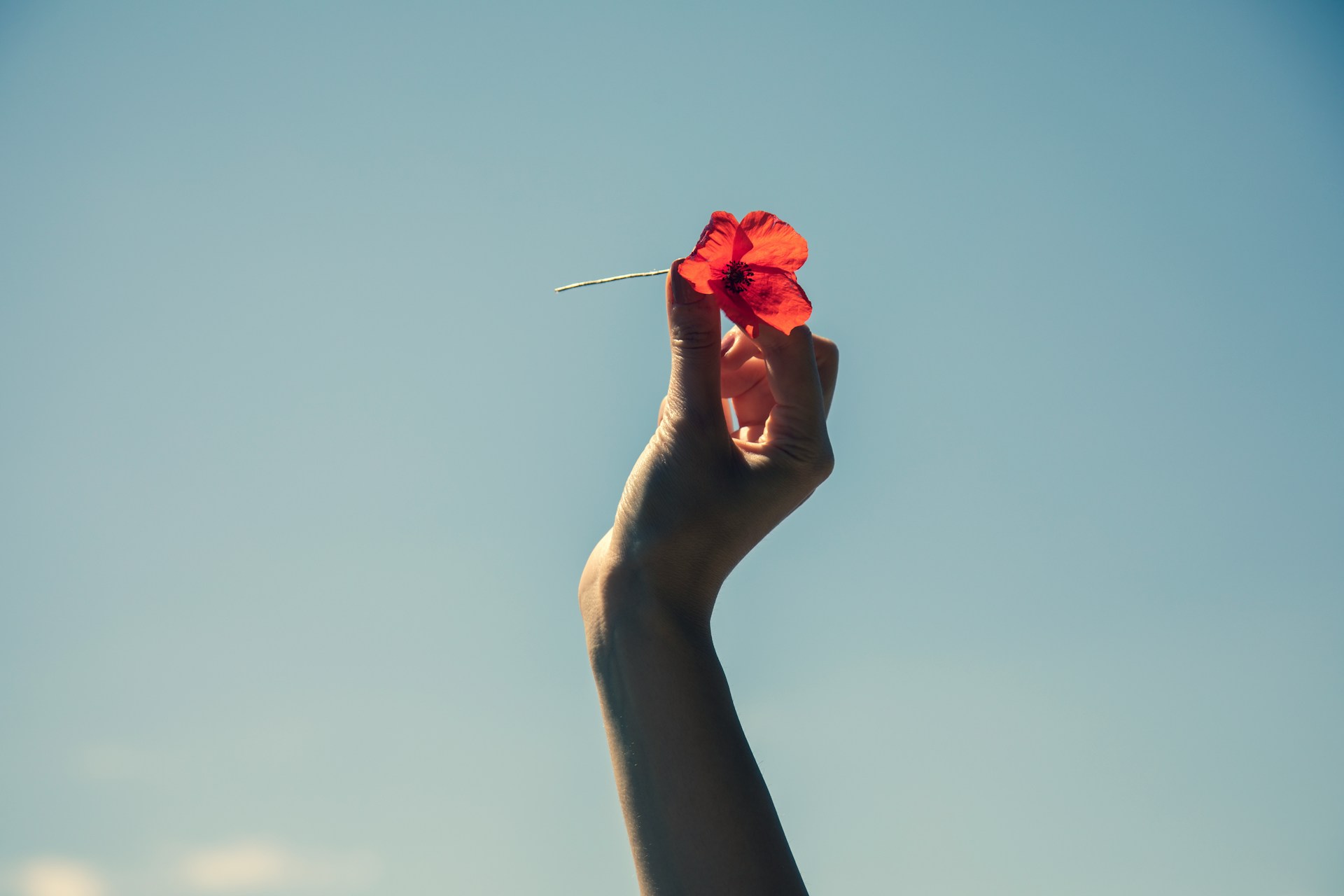 engin-akyurt-RVbrXP0vxf4-unsplash