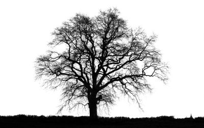 Ready, Not Reckless: Death Anxiety Through a Trauma Lens