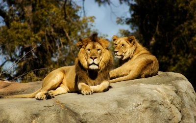 Before the Lions Eat Us