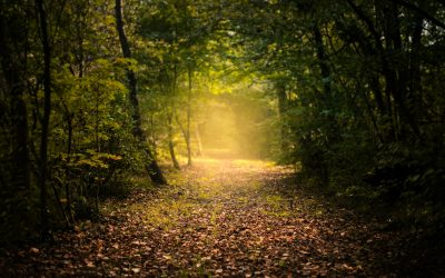 “The Difficult Path of a Survivor: Is It a Life Sentence, or Can You Recover to Live a Happy Life Free of Pain?