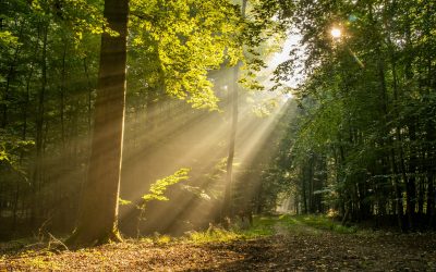 How to get out of the Trauma Woods and into the Sunshine