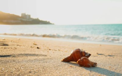 Conch Shell Dream Revisited